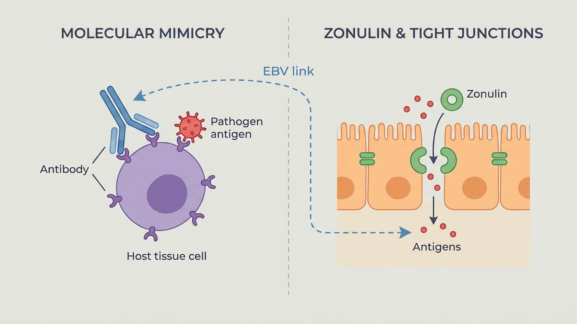 Autoimmune Disease: Mechanisms and Treatment