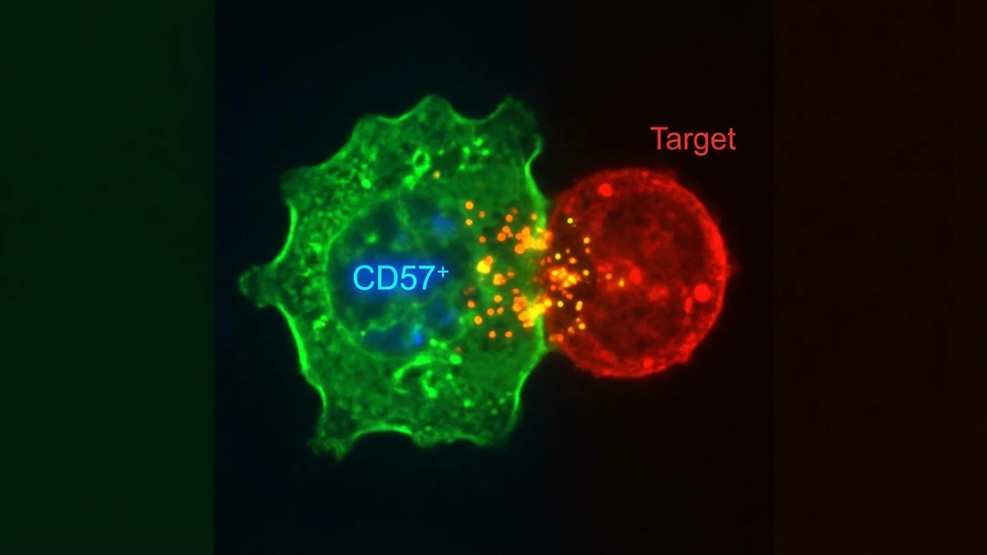 NK Cells: Natural Killer Cells and CD57