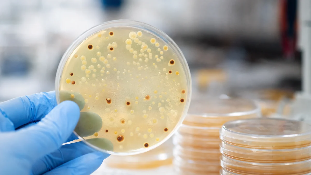 Dapsone, Disulfiram, and Azlocillin in Lyme Disease: Combination Protocols for Persister Cells