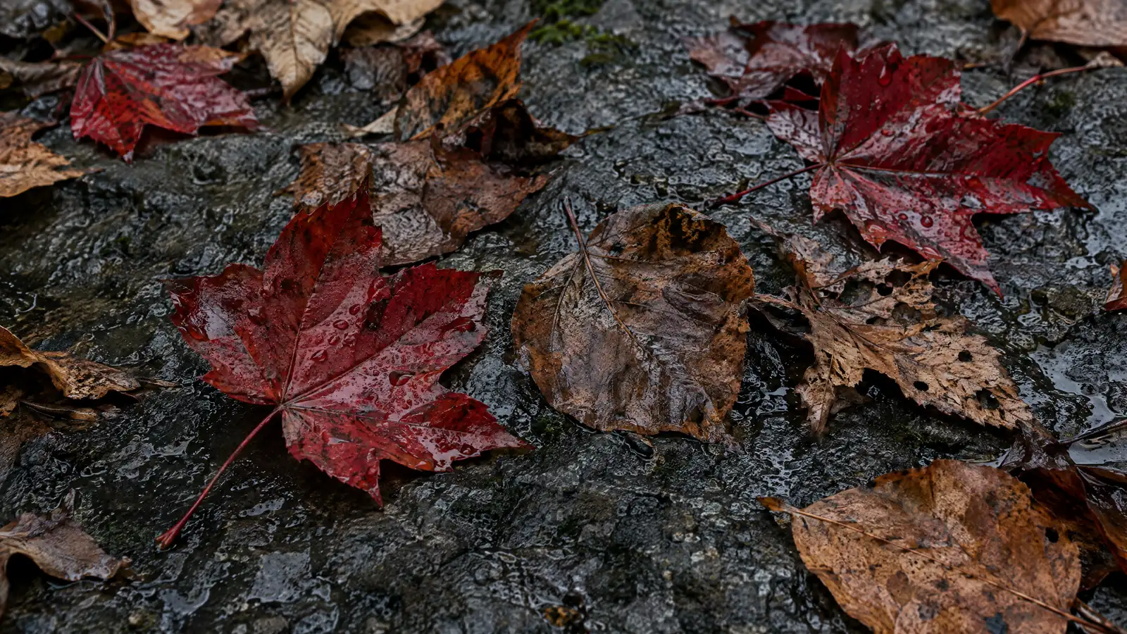 Inflammaging: How Chronic Low-Grade Inflammation Accelerates Aging (and What to Do About It)