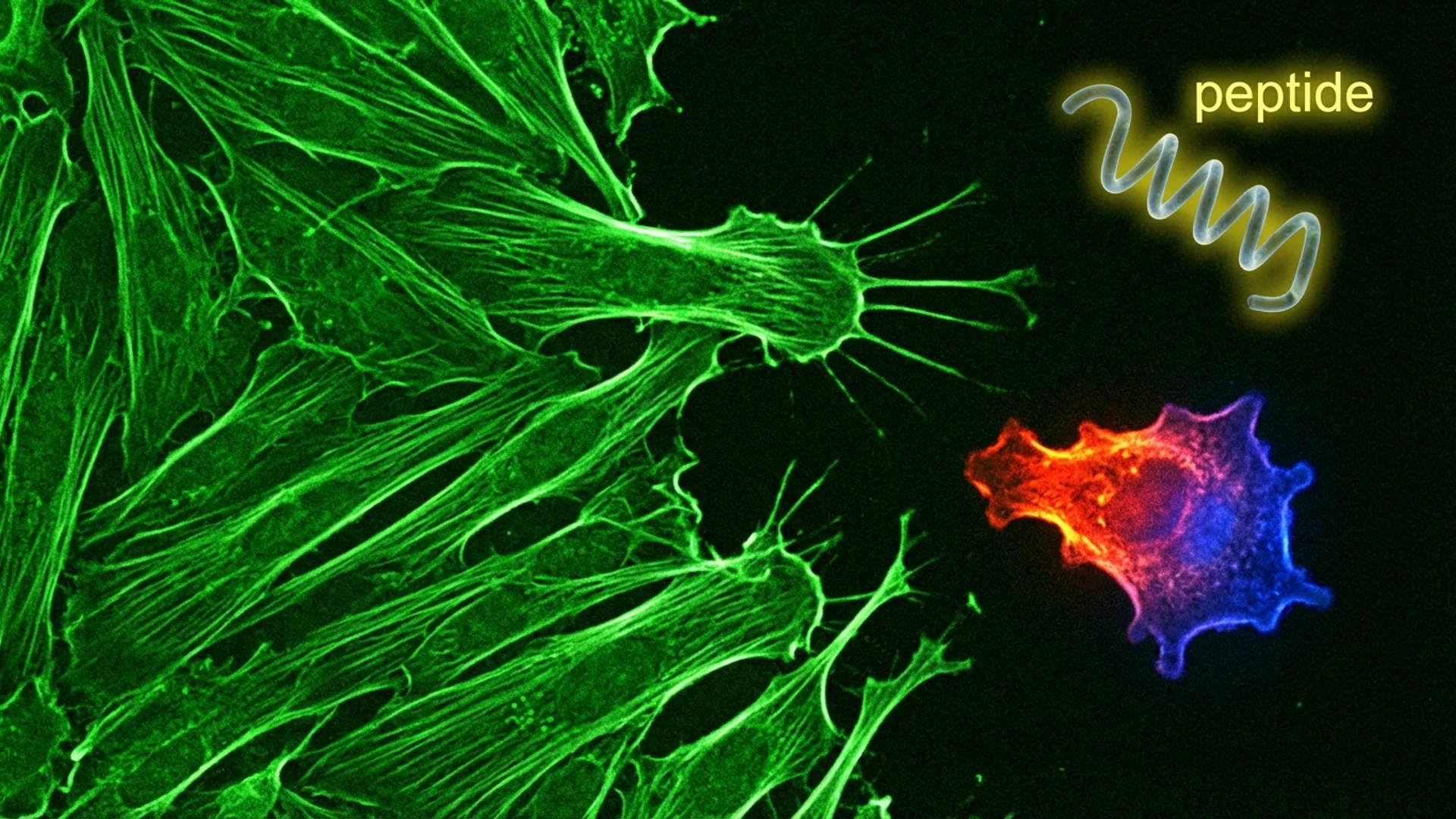 TB-500: Thymosin Beta-4 for Tissue Repair