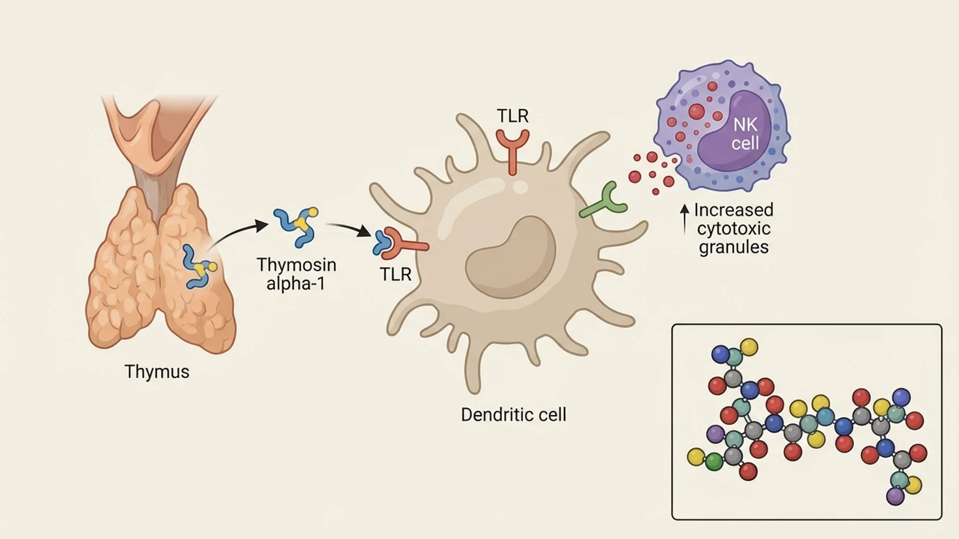 Thymosin Alpha-1: The Immune Modulator with Real Data