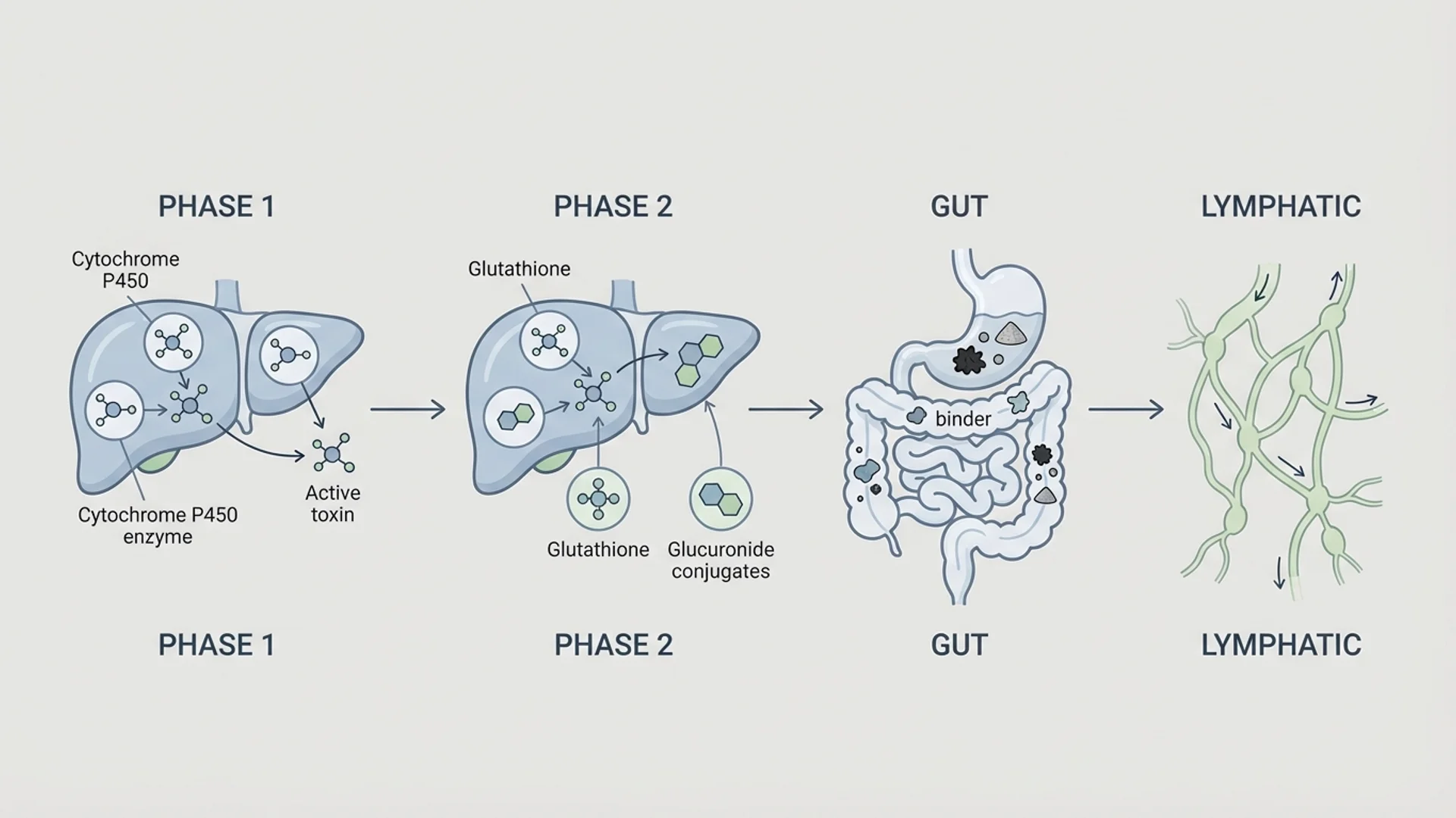 Gentle Detoxification Protocol