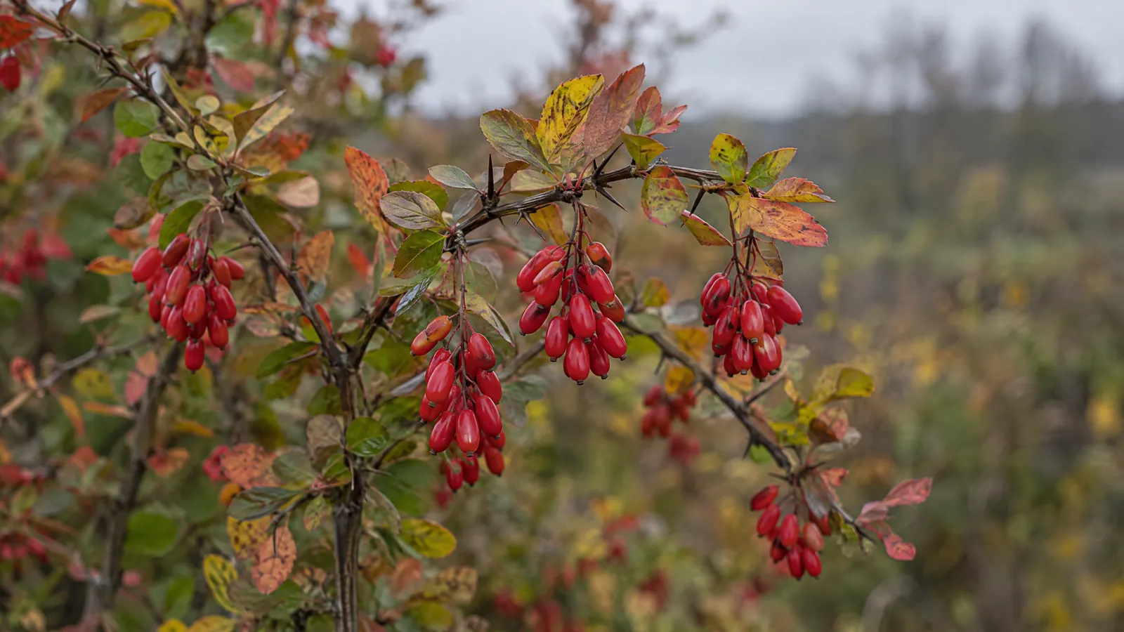 Berberine and Blood Sugar: Mechanisms, Evidence, and Clinical Protocols