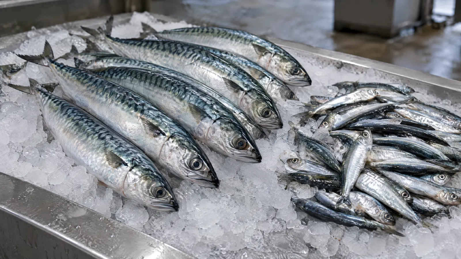 Omega-3: EPA and DHA Dosing by Condition