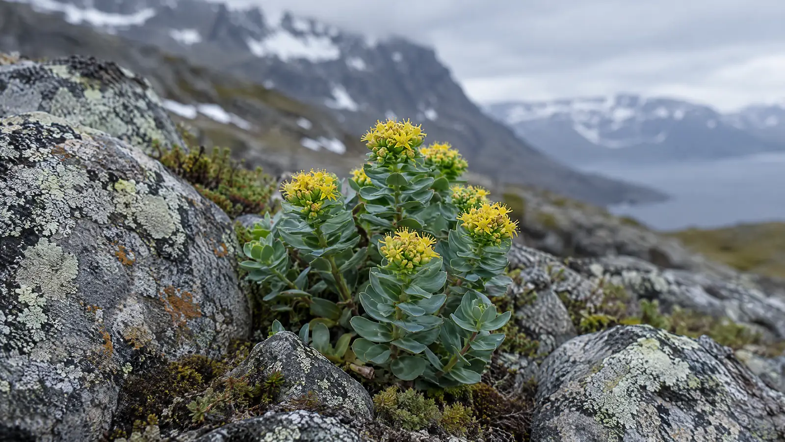 Rhodiola Rosea: Clinical Evidence for Fatigue, Cortisol, and Cognitive Performance