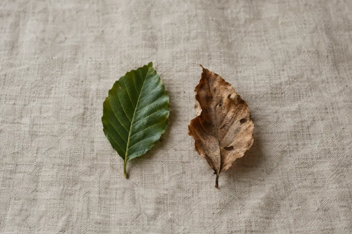 Infection, Immunity and Aging: What the Evidence Shows